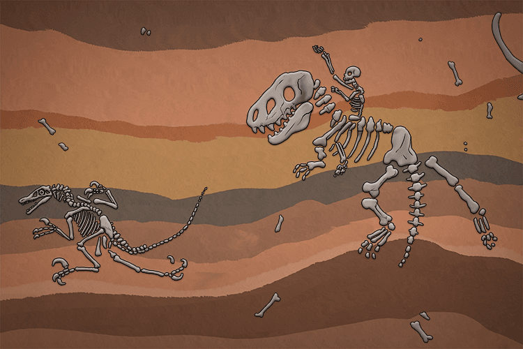 The fossils were preserved. You could see the dead prehistoric plants and animals in the rock.
